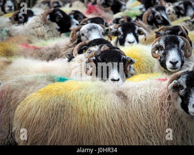 überfüllten Schafherde geschriebenen tupped verpackt zusammen mit geschweiften Hörnern und bunte Farbstoffe in Cumbria, England UK Stockfoto