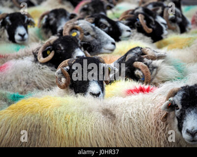 überfüllten Schafherde geschriebenen tupped verpackt zusammen mit geschweiften Hörnern und bunte Farbstoffe in Cumbria, England UK Stockfoto