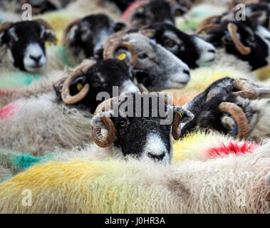 überfüllten Schafherde geschriebenen tupped verpackt zusammen mit geschweiften Hörnern und bunte Farbstoffe in Cumbria, England UK Stockfoto