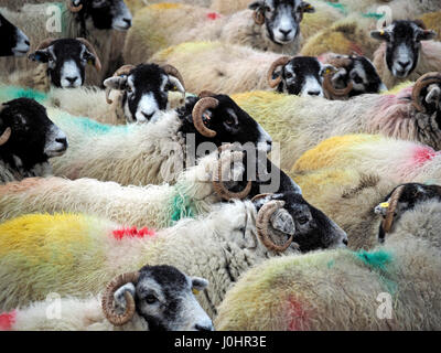 überfüllten Schafherde geschriebenen tupped verpackt zusammen mit geschweiften Hörnern und bunte Farbstoffe in Cumbria, England UK Stockfoto