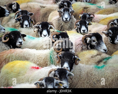 überfüllten Schafherde geschriebenen tupped verpackt zusammen mit geschweiften Hörnern und bunte Farbstoffe in Cumbria, England UK Stockfoto