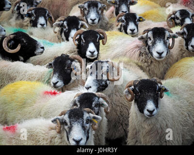 überfüllten Schafherde geschriebenen tupped verpackt zusammen mit geschweiften Hörnern und bunte Farbstoffe in Cumbria, England UK Stockfoto