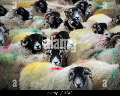 überfüllten Schafherde geschriebenen tupped verpackt zusammen mit geschweiften Hörnern und bunte Farbstoffe in Cumbria, England UK Stockfoto