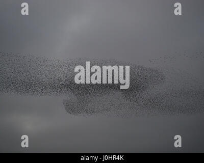 riesige Murmuration der gemeinsamen Stare (Sturnus Vulgaris) gestört durch Sperber erstellen spektakuläre Muster Abendhimmel in Cumbria, England UK Stockfoto