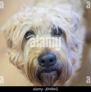 Hund-Porträt, Irish Wolfhound Stockfoto