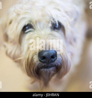Hund-Porträt, Irish Wolfhound Stockfoto