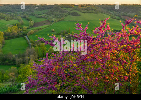 Judas-Baum in voller Blüte, mit Blick auf einen fruchtbaren Frühling ländlichen Landschaft im Süden von Frankreich. Stockfoto
