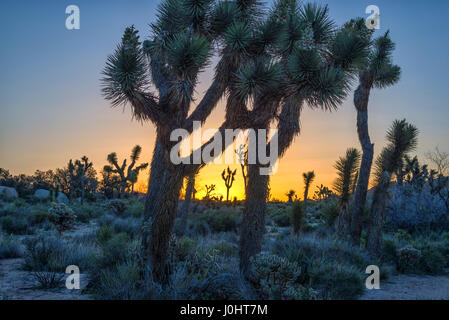 Joshua Bäume und Wüstenlandschaft bei Sonnenaufgang. Joshua Tree Nationalpark, Kalifornien, USA. Stockfoto