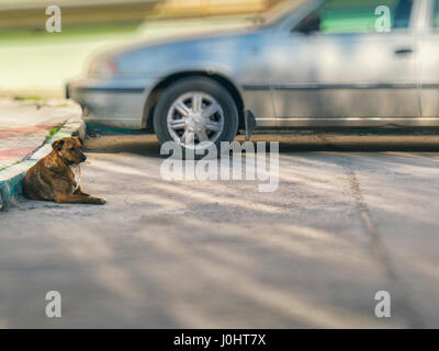 Der Hund liegt auf dem Boden neben dem Fahrzeug Stockfoto