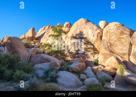 Kiefer Baum und Felsformationen auf dem Rundweg Barker Dam. Joshua Tree Nationalpark, Kalifornien, USA. Stockfoto