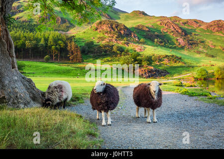 Neugierige Schafe auf der Weide im Lake District, England Stockfoto