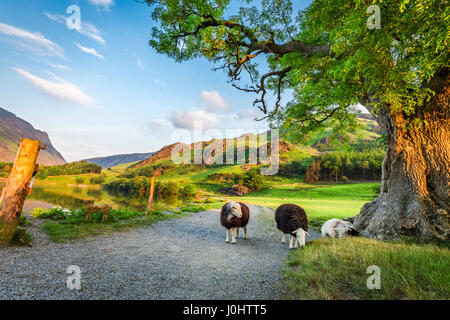 Neugierige Schafe auf der Weide im Sommer, Lake District, England Stockfoto