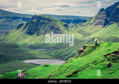 Schafe im Quiraing in Isle Of Skye, Schottland Stockfoto