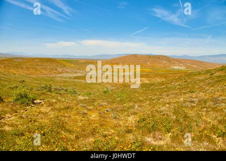 Felder der kalifornische Mohn während der Spitzenzeiten blühende Zeit, Antelope Valley California Poppy Reserve Stockfoto