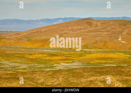 Felder der kalifornische Mohn während der Spitzenzeiten blühende Zeit, Antelope Valley California Poppy Reserve Stockfoto