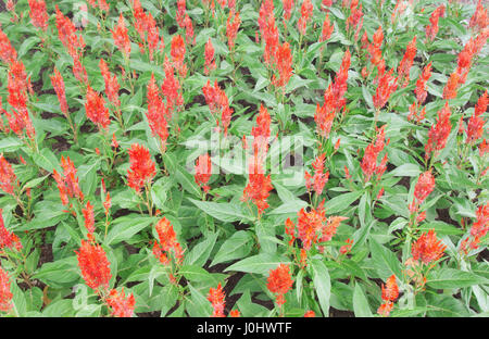Bunt gefiederte Hahnenkamm Blume oder Celosia Argentea Blüte Stockfoto