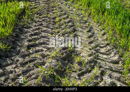 Schlammigen Traktorspuren im Bereich der neuen Kulturen. Stockfoto