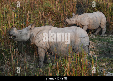 Nashorn in Kaziranga Nationalpark, Indien. Rhino essen Gras- und Vogel auf ein Nashorn Stockfoto