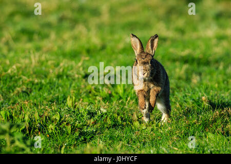 Wilde Europäische Kaninchen Oryctolagus cuniculus Stockfoto