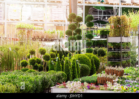 Zierpflanze Shop Stockfoto