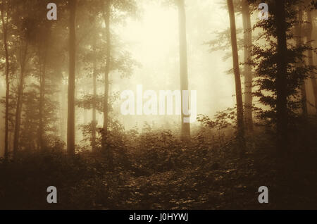 geheimnisvollen nebligen Wald im Morgenlicht Stockfoto