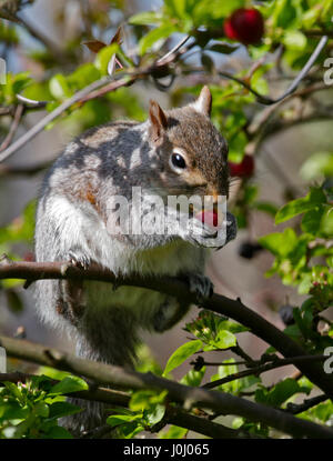 Grau-Eichhörnchen (Sciurus Carolinensis) Essen Holzapfel Stockfoto