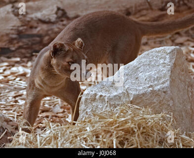 Fossa (Cryptoprocta Ferox) Stockfoto