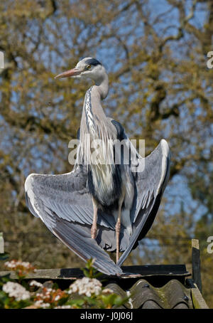 Graureiher (Ardea Cinerea) Stockfoto