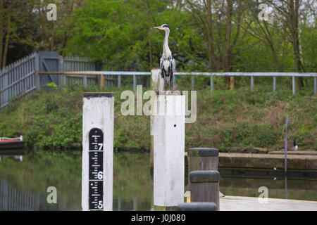 Thames Path, Teddington Wehr und Schleuse nach Richmond entlang der Südseite der Themse, Royal Borough of Kingston upon Thames, Greater London. Stockfoto