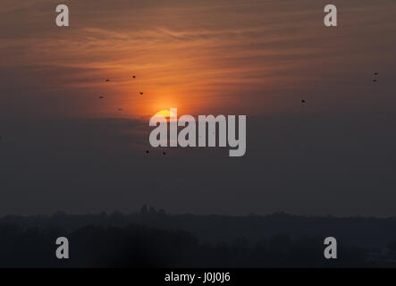 Richmond Park bei Sonnenuntergang. Ring der Vögel und Flugzeuge vom Flughafen Heathrow UK Stockfoto