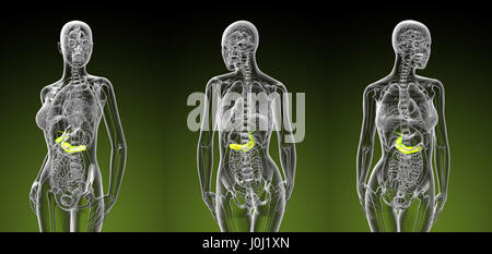 3D Rendering-Darstellung der weiblichen Gallenblase und Bauchspeicheldrüse Stockfoto