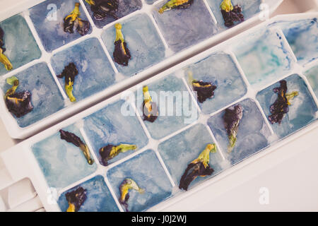 Blauen Erbse Blume Eis in eine Eiswürfelschale Stockfoto