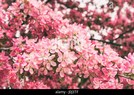 Zierapfel-Baum in voller Blüte mit rosa Blüten Stockfoto