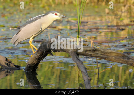 Nachtreiher (Nycticorax Nycticorax) auf einem Ast über dem Wasser, Hortobagy Nationalpark, Ungarn. Stockfoto