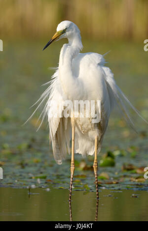 Silberreiher (Ardea Alba), stehen in einem Teich mit Zucht Gefieder, Hortobagy Nationalpark, Ungarn Stockfoto