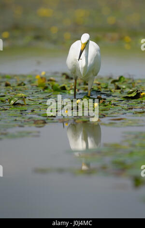 Silberreiher (Ardea Alba), mit gefangenen Fische in einem Teich, Hortobagy Nationalpark, Ungarn Stockfoto