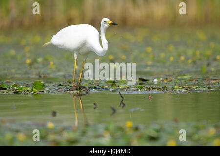 Silberreiher (Ardea Alba), jagen Fische in einem Teich, Hortobagy Nationalpark, Ungarn Stockfoto