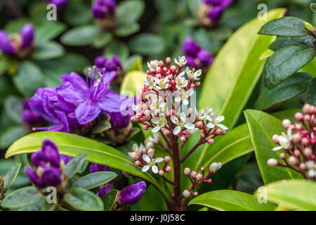 Blaue Azaela und Skimmia Japonica 'Rubella' in voller Blüte Stockfoto