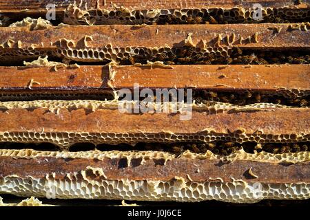 Bienen auf Wachs-haltigen frames im Bienenstock aufgenommen in Innere Mongolei, China Stockfoto