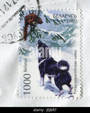 GOMEL, WEIßRUSSLAND, 10. APRIL 2017. Briefmarke gedruckt in Belarus zeigt Bild von der Russisch-Europäischen Laika ca. 2010. Stockfoto