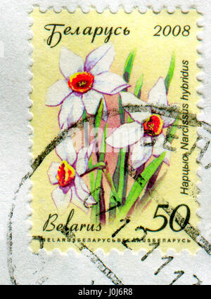 GOMEL, WEIßRUSSLAND, 10. APRIL 2017. Briefmarke gedruckt in Belarus zeigt Bild von The Narcissus Hybridus, circa 2008. Stockfoto