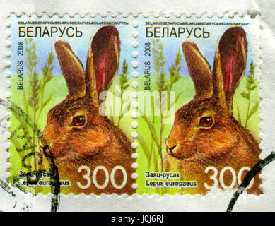 GOMEL, WEIßRUSSLAND, 10. APRIL 2017. Briefmarke gedruckt in Belarus zeigt Bild von The Lepus Europaeus, circa 2008. Stockfoto