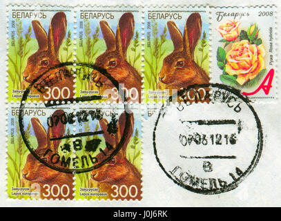 GOMEL, WEIßRUSSLAND, 10. APRIL 2017. Briefmarke gedruckt in Belarus zeigt Bild von The Lepus Europaeus und Rosa Hybrida, circa 2008. Stockfoto