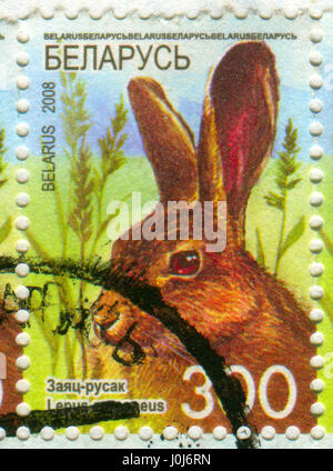 GOMEL, WEIßRUSSLAND, 10. APRIL 2017. Briefmarke gedruckt in Belarus zeigt Bild von The Lepus Europaeus, circa 2008. Stockfoto