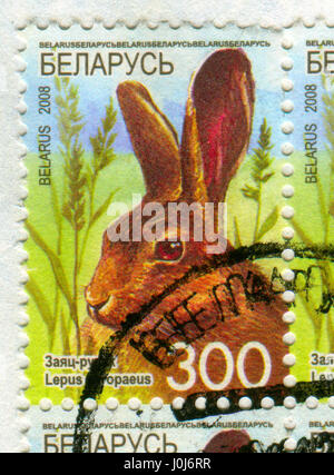 GOMEL, WEIßRUSSLAND, 10. APRIL 2017. Briefmarke gedruckt in Belarus zeigt Bild von The Lepus Europaeus, circa 2008. Stockfoto