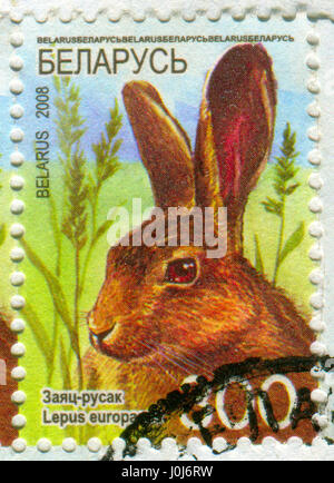 GOMEL, WEIßRUSSLAND, 10. APRIL 2017. Briefmarke gedruckt in Belarus zeigt Bild von The Lepus Europaeus, circa 2008. Stockfoto