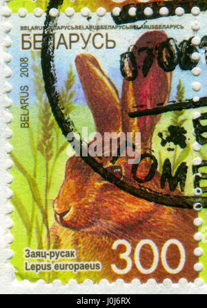 GOMEL, WEIßRUSSLAND, 10. APRIL 2017. Briefmarke gedruckt in Belarus zeigt Bild von The Lepus Europaeus, circa 2008. Stockfoto