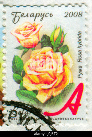 GOMEL, WEIßRUSSLAND, 10. APRIL 2017. Briefmarke gedruckt in Belarus zeigt Bild der Rosa Hybrida, circa 2008. Stockfoto