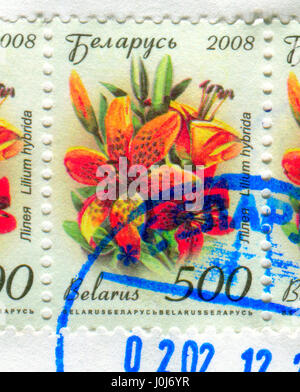 GOMEL, WEIßRUSSLAND, 11. APRIL 2017. Briefmarke gedruckt in Belarus zeigt das Lilium Hybrida, circa 2008. Stockfoto