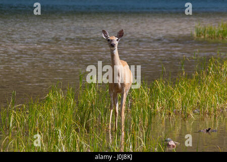 Whitetail Deer / weiß - angebundene Rotwild (Odocoileus Virginianus) weiblich / Doe am Seeufer, Kanada Stockfoto